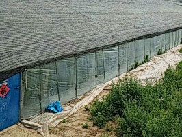 大棚专用妖精视频在线免费观看